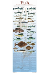 Sustainable Seafood Guides - Sustainable Fish 12"x36"