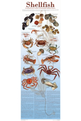 Sustainable Seafood Guides - Sustainable Shellfish 12"x36"