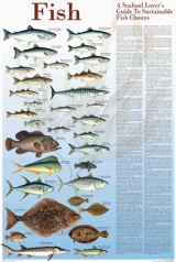 Sustainable Seafood Guides - Sustainable Fish 24"x36"