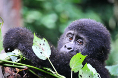 9 Days Uganda gorilla trekking adventure Safari