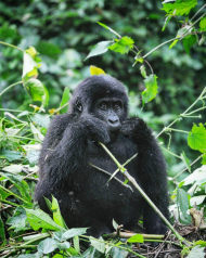 7-Day Gorilla Trekking, Chimps, Big 5 & Big Cats Safari