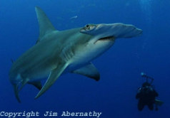 Tiger and Great Hammerhead Sharks in the Bahamas