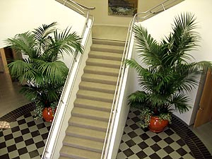 Stairway Plants