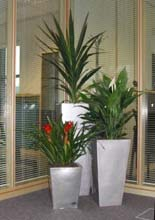 Tall Plants