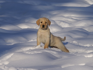 Boundary Waters Labradors