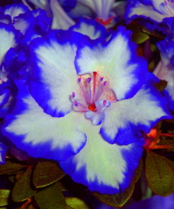 Blue Flower - Signed Photographic Print