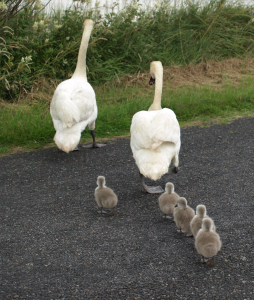 Mother and Father Swan Lead Their Babies
