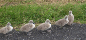 Five Little Cygnets All Lined Up