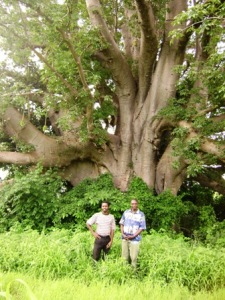 The Mighty African Baobab