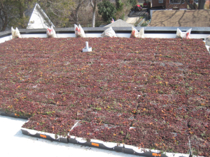 Green Living Roof Under Construction