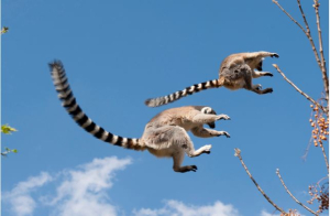 Madagascar's Lemur