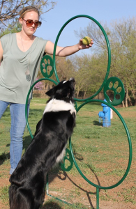 Hoop Jump- Intermediate Dog Agility Course