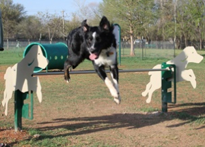 Rover Jump Over- Intermediate Dog Agility Course