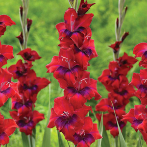 Tricolore Gladiolus