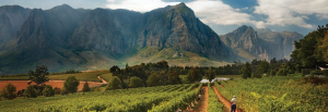 Africa Promise - South Africa Organic Wine
