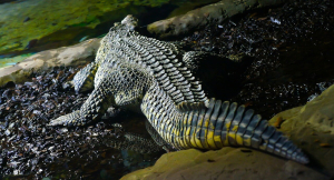 Crocodile night dive