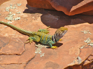 Collared Lizard on a Red Rock in Sedona