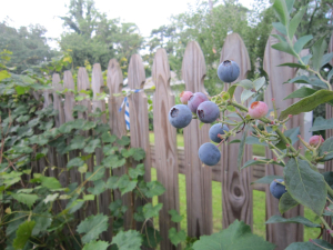 Blueberries by the sidewalk in Chosewood