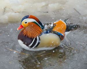 Mandarin In Snow