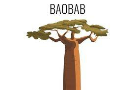 B is for Baobab