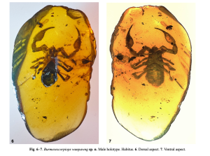 Scorpion in Cretaceous Amber