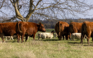 Dorper Sheep and Cattle