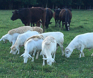 Dorpers Grazing Among Cattle