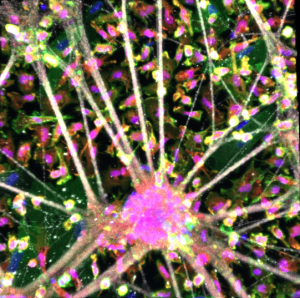 Motor neurons, microglia and astrocytes triculture