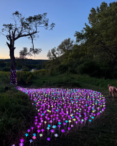 Site photos from 2025 Event