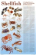 Sustainable Seafood Guides - Sustainable Shellfish 24"x36"