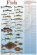Sustainable Seafood Guides - Sustainable Fish 24"x36"