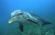 Swim with dolphins in Grand Cayman