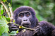 1 Day Gorilla trekking in Rwanda Tour
