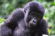 5 Days Rwanda Gorilla Trekking & Akagera National Park Safari