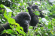 12-Day Uganda gorilla trekking Safari