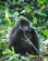 7-Day Gorilla Trekking, Chimps, Big 5 & Big Cats Safari