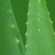 The Asian Leading Aloe Extract Manufacturer