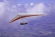 Hang Gliding Adventures