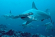 Sharks in the Cocos Islands (Research & Dive Trip)
