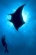 Giant Manta Rays in Socorro