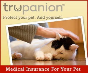 Cat health insurance