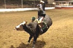 Bull Riding Lessons, Bull Fighting, and Rodeo Schools Nationwide